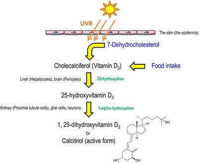 Focus on 1,25-Dihydroxyvitamin D3 in the Peripheral Nervous System